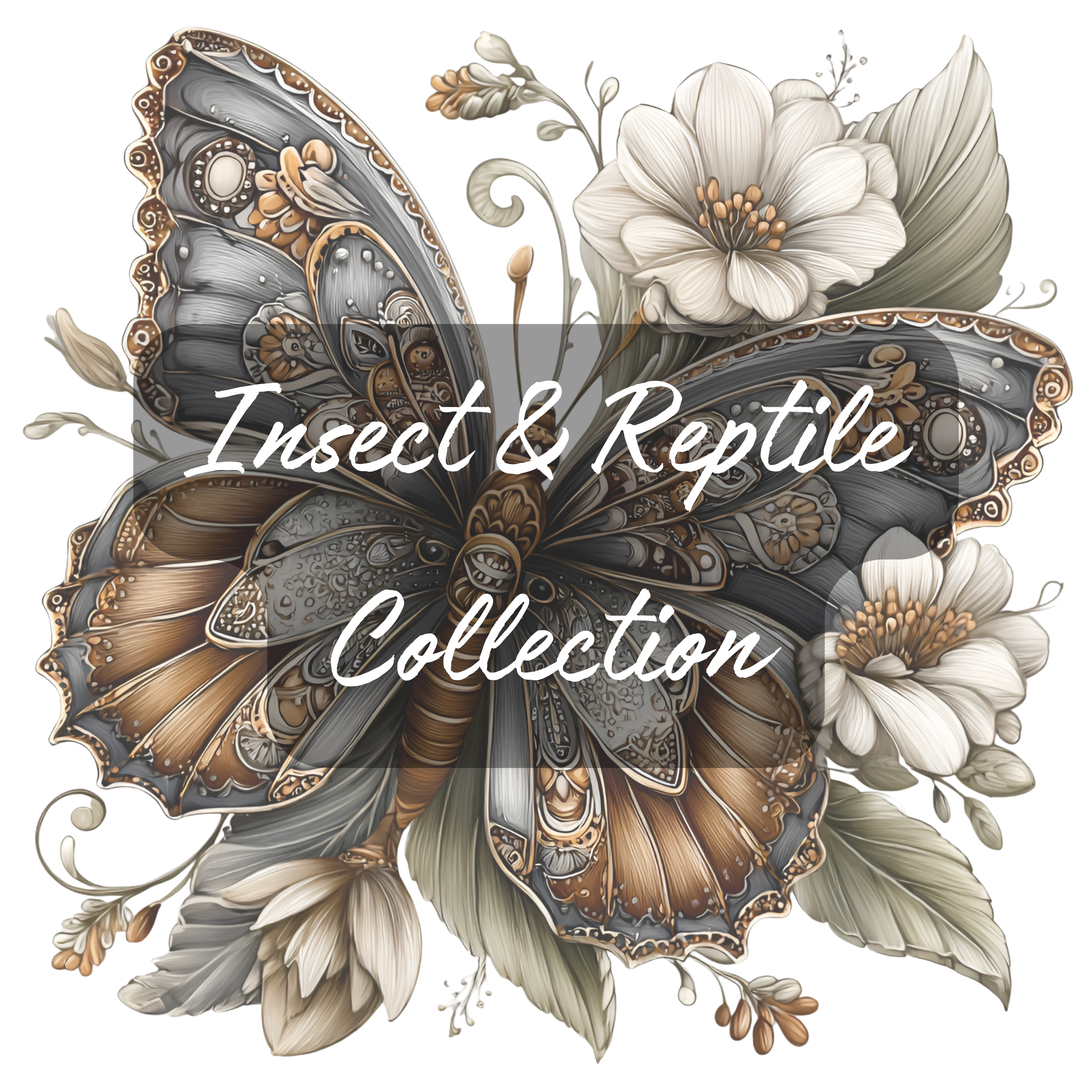 Insect & Reptile Collection