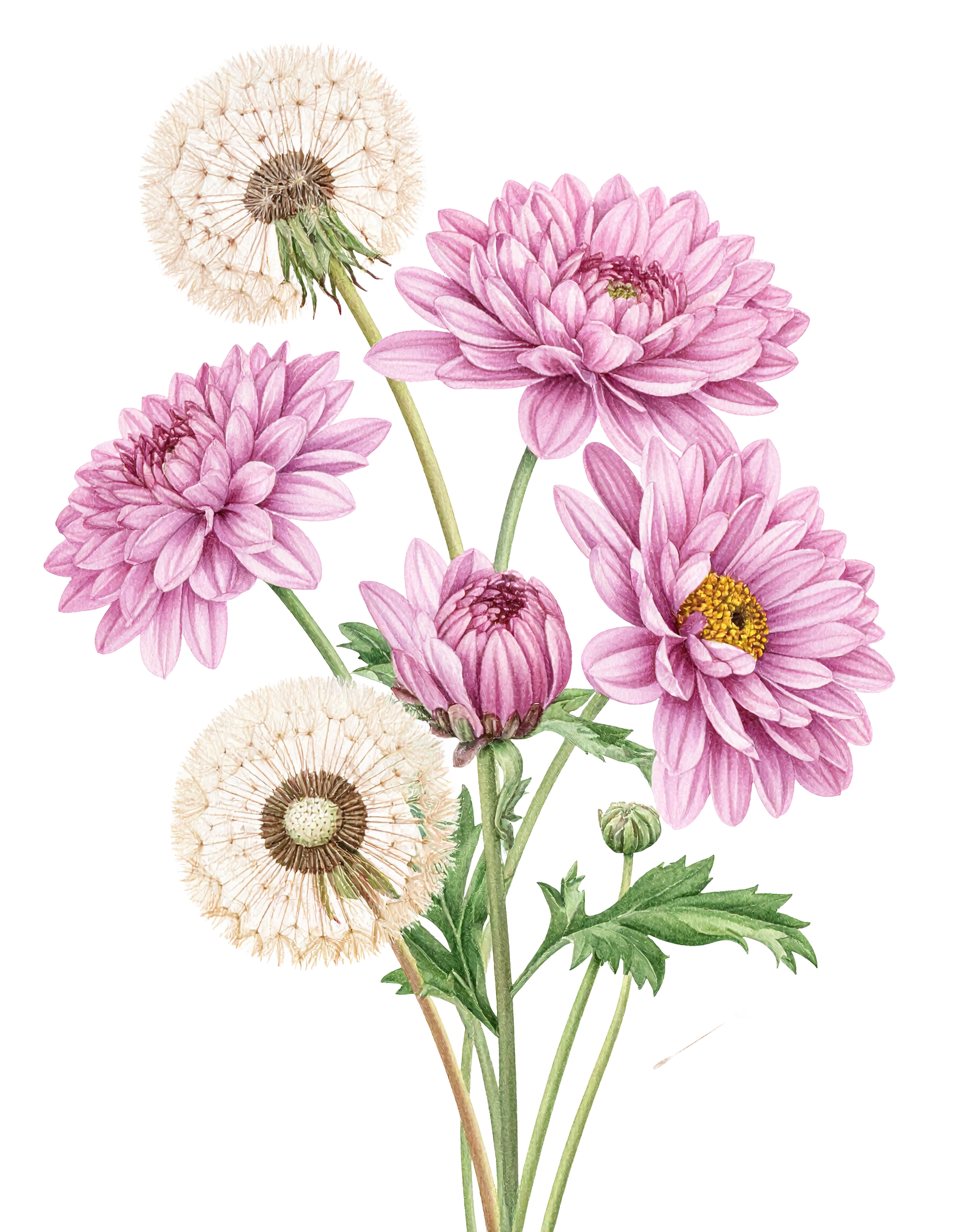 Floral 675